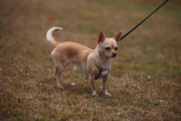 So revolutioniert die KI-gesteuerte Kundenfeedback-Analyse den Innovationsprozess für neue Produkte